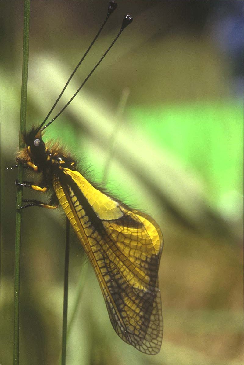 <em>Ascalaphus macaronius</em> - Les Ascalphes sont de superbes Insectes plutôt méridionaux. Moeurs zoophages.
