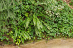 Fougère scolopendre dans son habitat, <em>Asplenium scolopendrium</em>. Il s'agit d'une plante vivace, dont les frondes de 30 à 50 cm de long partent d'un rhizome court et épais. Le limbe est allongé en ruban, parfois ondulé sur les bords, et la base est échancrée en forme de cœur. La scolopendre se rencontre dans des zones ombragées, les forêts en pente, les ravins ou les éboulis. Elle colonise aussi des habitats anthropiques (carrières, murs, puits ...).
 [23990 views]