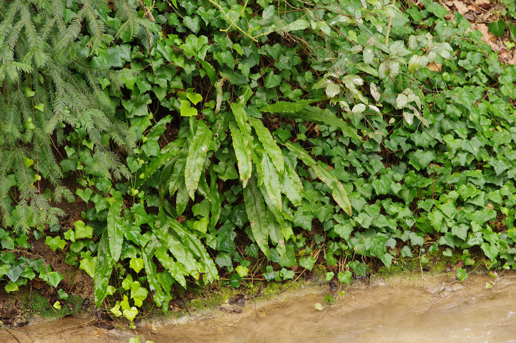 Fougère scolopendre dans son habitat, <em>Asplenium scolopendrium</em>. Il s'agit d'une plante vivace, dont les frondes de 30 à 50 cm de long partent d'un rhizome court et épais. Le limbe est allongé en ruban, parfois ondulé sur les bords, et la base est échancrée en forme de cœur. La scolopendre se rencontre dans des zones ombragées, les forêts en pente, les ravins ou les éboulis. Elle colonise aussi des habitats anthropiques (carrières, murs, puits ...).

