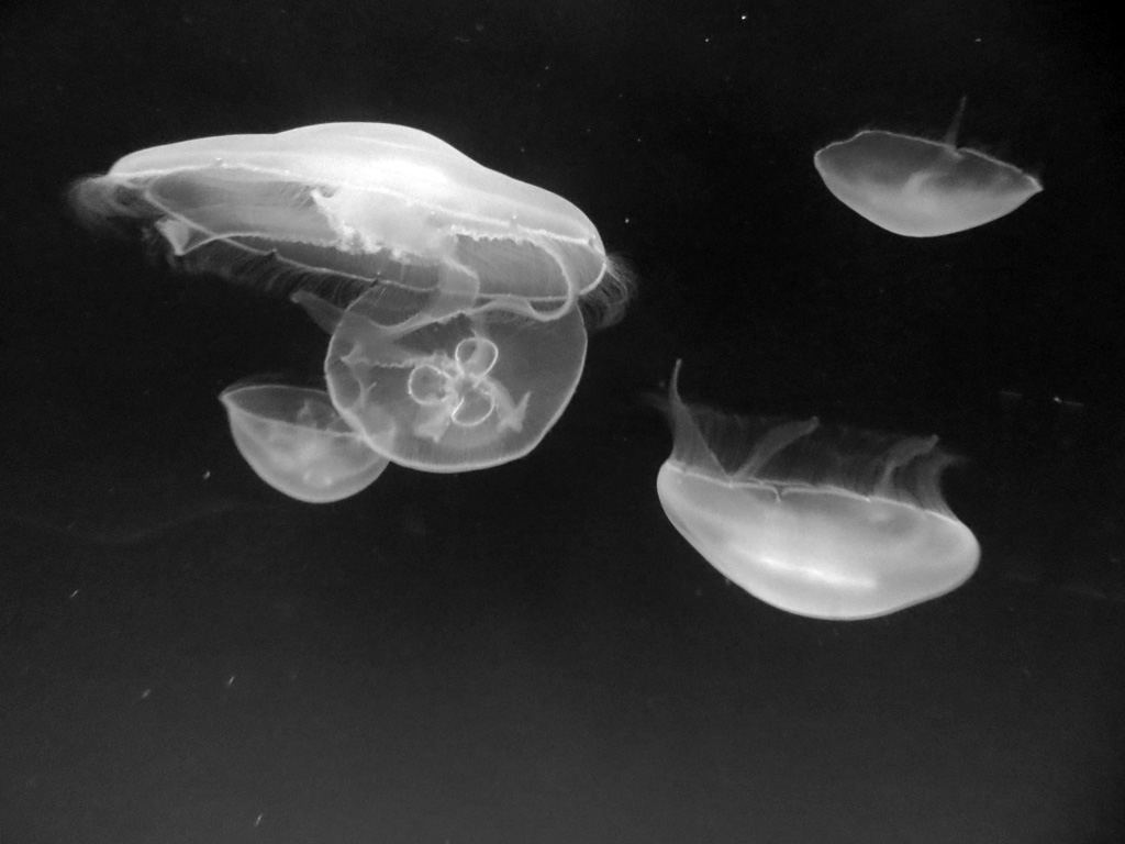 <em>Aurelia aurita</em> est une méduse présente dans toutes les mers du globe, à faible profondeur. Les gonades en forme de fer à cheval sont visibles par transparence. L'ombrelle est entourée d'un grand nombre de fins tentacules. Taille : 10 cm de diamètre.