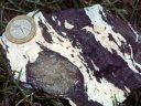 Auréole de métamorphisme dans un métagabbro (plancher océanique métamorphisé).  Plagioclases blancs - gros cristal de pyroxène brun - amphiboles gris sombre. [35542 views]