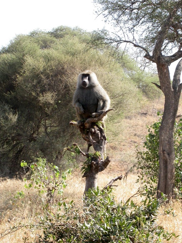 Babouin (Mammifères, Primates, Cercopithécidés, <em>Papio anubis</em>). Les babouins sont de gros animaux au museau nu, très allongé. Ils ont des espaces de peau nue sur la face, la poitrine ou le postérieur, où ils exhibent des couleurs vives : rouge, bleu ou violacé. Comme beaucoup de primates, les babouins vivent en bandes organisées. Le babouin ne se sent en sécurité qu'à l'intérieur de cette bande, dominée par quelques mâles puissants qui en assurent la défense. Leur marche est celle des quadrupèdes avec leur queue ramenée à la manière d'un arc.