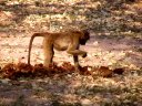 Jeune babouin (<em>Papio ursinus</em>, Mammifères, Primates, Cercopithécidés) se nourrissant dans des crottes d'éléphant. [29827 views]