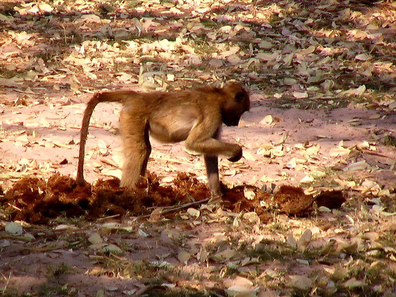 Jeune babouin (<em>Papio ursinus</em>, Mammifères, Primates, Cercopithécidés) se nourrissant dans des crottes d'éléphant.
