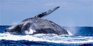 La baleine à bosse, mégaptère, est une espèce de cétacé à fanons. Elle atteint habituellement 13 à 14 mètres de long et pèse en moyenne 25 tonnes. La baleine à bosse peut effectuer des sauts spectaculaires hors de l'eau.<br />
Nom scientifique : <em>Megaptera novaeangliae</em><br />
Espérance de vie : 45 - 50 ans<br />
Durée de gestation : 11 mois<br />
Longueur : Femelle: 15 - 16 m (Adulte), Mâle: 13 - 14 m (Adulte)  [24993 views]