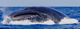 La baleine à bosse, mégaptère, est une espèce de cétacé à fanons. Elle atteint habituellement 13 à 14 mètres de long et pèse en moyenne 25 tonnes. La baleine à bosse peut effectuer des sauts spectaculaires hors de l'eau.<br />
Nom scientifique : <em>Megaptera novaeangliae</em><br />
Espérance de vie : 45 - 50 ans<br />
Durée de gestation : 11 mois<br />
Longueur : Femelle: 15 - 16 m (Adulte), Mâle: 13 - 14 m (Adulte)  [6137 views]