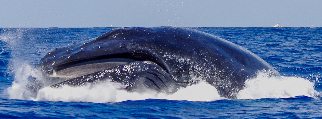 La baleine à bosse, mégaptère, est une espèce de cétacé à fanons. Elle atteint habituellement 13 à 14 mètres de long et pèse en moyenne 25 tonnes. La baleine à bosse peut effectuer des sauts spectaculaires hors de l'eau.<br />
Nom scientifique : <em>Megaptera novaeangliae</em><br />
Espérance de vie : 45 - 50 ans<br />
Durée de gestation : 11 mois<br />
Longueur : Femelle: 15 - 16 m (Adulte), Mâle: 13 - 14 m (Adulte) 