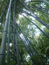Bambou, famille des Poacées. [24678 views]