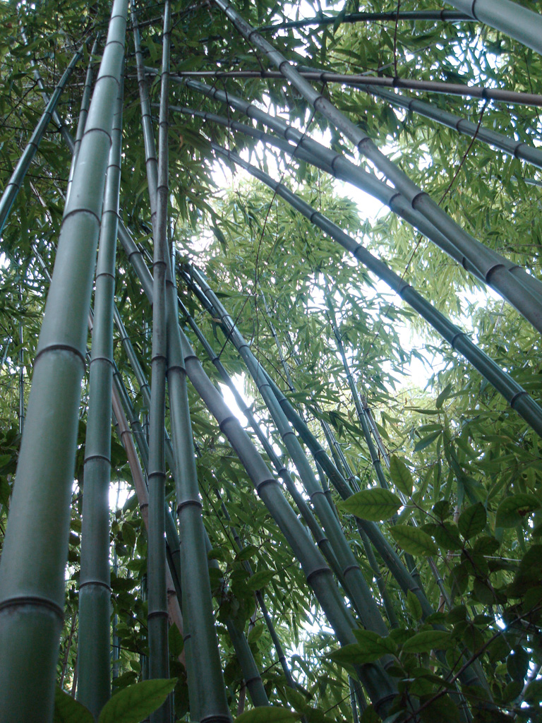 Bambou, famille des Poacées.