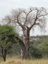 Le Baobab (Bombacacées, <em>Adansonia digitata</em>) est un arbre que l'on retrouve dans la grande majorité de l'Afrique tropicale, dans l'île de Madagascar et en Australie. L'arbre adulte a un tronc fort et trapu, souvent creux. Il porte des feuilles pendant la saison des pluies (c'est-à-dire de mai à novembre). On peut parfois voir un léopard se prélasser sur ses hautes branches ... [27585 views]