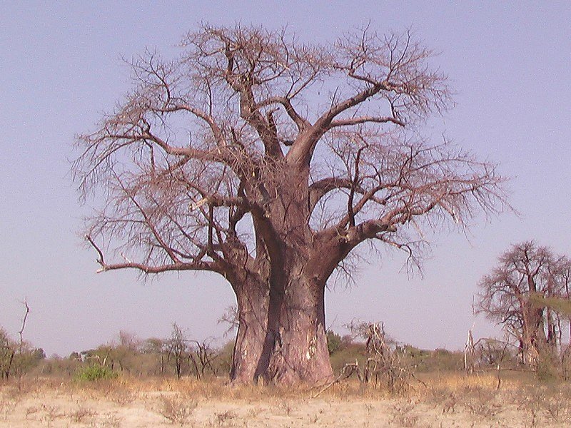Baobab (Bombacacées, <em>Adansonia digitata</em>). Voir le <a href='https://phototheque.enseigne.ac-lyon.fr/photossql/photos.php?RollID=images&FrameID=baobab_fruit'>fruit photo suivante</a>.