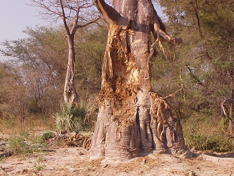 Baobab : les dégâts constatés sur le tronc ont été causés par des éléphants. Le bois est très fibreux et pouvait servir à faire des cordes.