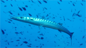 <em>Sphyraena viridensis</em> (Barracuda méditerranéen) en chasse au milieu d'un banc de <em>Chromis chromis</em>. Le Barracuda méditerranéen ou « Bécune » est de plus en plus présent sur les côtes méditerranéennes françaises, signe d'un réchauffement des eaux.
Il est reconnaissable par son corps fusiforme, gris argenté dont la partie supérieure des flancs est marquée de bandes sombres, sa tête est fine, ses joues dépourvues d'écailles au niveau du pré-opercule et sa mâchoire inférieure proéminente. Sa dentition est organisée en deux rangées de dents tournées vers l'intérieur.
Dans l'esprit collectif, le barracuda est un poisson dangereux mais nos espèces méditerranéennes n'attaquent pas volontairement l'homme et devraient porter le nom commun plus approprié de bécune. Les bécunes sont néanmoins de redoutables prédateurs qui ne présentent aucun danger pour l'homme, sauf à l'exposer à ses morsures car l'animal est curieux. En effet, il y a quelques années, une plongeuse a été mordue à la cheville, à Port-Cros. Cette dernière portait une chaîne avec un médaillon brillant (simulant le reflet d'un poisson) qui a attiré l'animal. [25205 views]