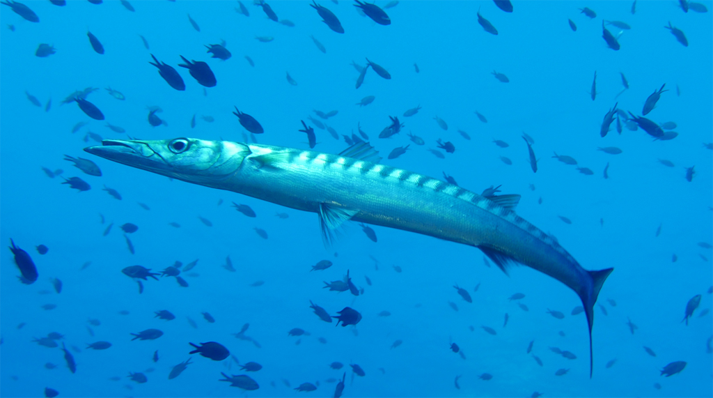 <em>Sphyraena viridensis</em> (Barracuda méditerranéen) en chasse au milieu d'un banc de <em>Chromis chromis</em>. Le Barracuda méditerranéen ou « Bécune » est de plus en plus présent sur les côtes méditerranéennes françaises, signe d'un réchauffement des eaux.
Il est reconnaissable par son corps fusiforme, gris argenté dont la partie supérieure des flancs est marquée de bandes sombres, sa tête est fine, ses joues dépourvues d'écailles au niveau du pré-opercule et sa mâchoire inférieure proéminente. Sa dentition est organisée en deux rangées de dents tournées vers l'intérieur.
Dans l'esprit collectif, le barracuda est un poisson dangereux mais nos espèces méditerranéennes n'attaquent pas volontairement l'homme et devraient porter le nom commun plus approprié de bécune. Les bécunes sont néanmoins de redoutables prédateurs qui ne présentent aucun danger pour l'homme, sauf à l'exposer à ses morsures car l'animal est curieux. En effet, il y a quelques années, une plongeuse a été mordue à la cheville, à Port-Cros. Cette dernière portait une chaîne avec un médaillon brillant (simulant le reflet d'un poisson) qui a attiré l'animal.