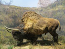 Reconstitution de bison des steppes (<em>Bison priscus Bojanus</em>). Haut d'environ 2m10 pour un poids atteignant 1 tonne, il était plus grand que les bisons actuels. La couleur de sa robe reste inconnue mais devait être semblable à celle des bisons actuels. [23656 views]