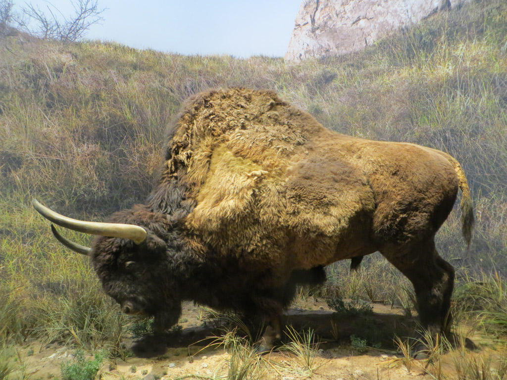 Reconstitution de bison des steppes (<em>Bison priscus Bojanus</em>). Haut d'environ 2m10 pour un poids atteignant 1 tonne, il était plus grand que les bisons actuels. La couleur de sa robe reste inconnue mais devait être semblable à celle des bisons actuels.