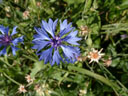 Fleur de Bleuet (<em> Cyanus segetum</em>).
 [22716 views]