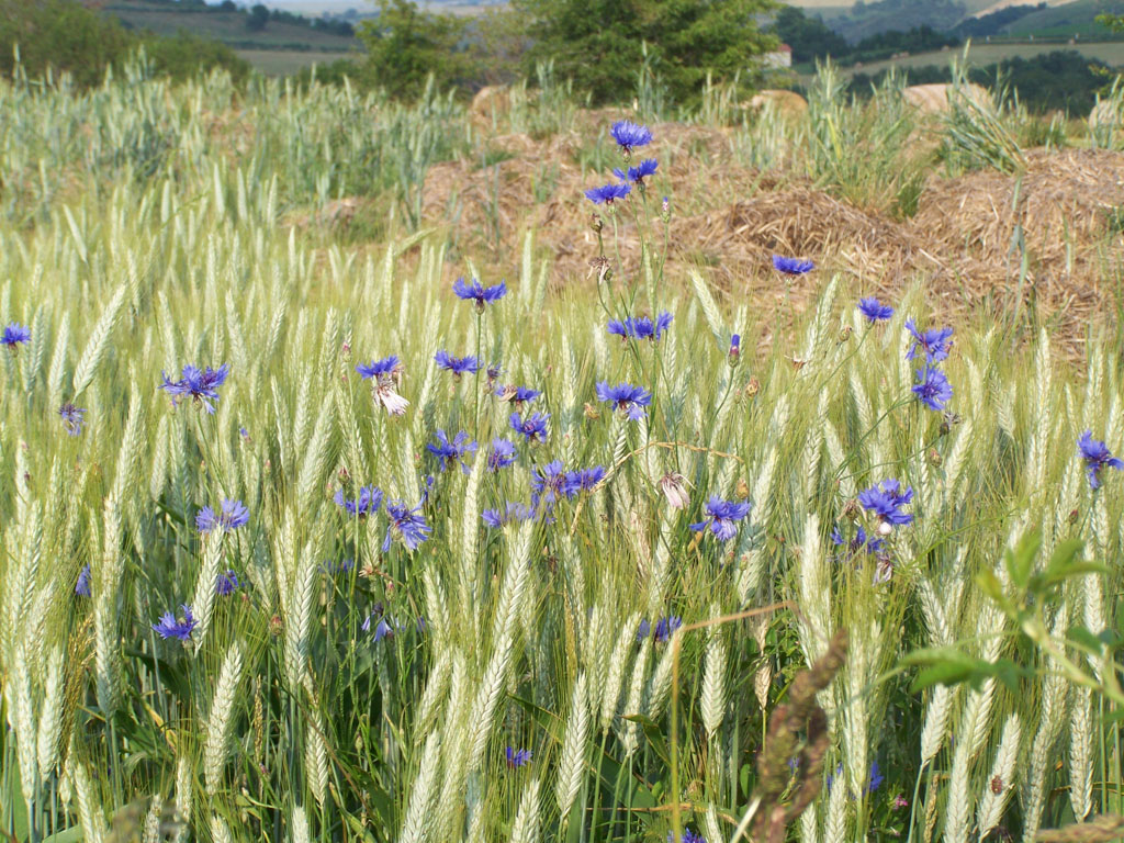 Un retour de la biodiversité : champ de blé avec une belle messicole, le bleuet. Les messicoles (ou plantes messicoles) sont des plantes annuelles à germination préférentiellement hivernale habitant dans les moissons.
