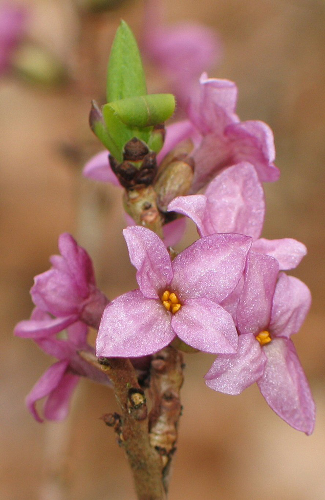 Le bois-joli ou bois-gentil (<em>Daphne mezereum</em>) est une espèce d'arbustes à feuilles caduques de la famille des Thymelaeacées. 
 
