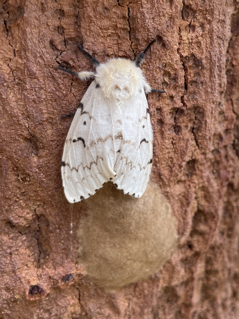 Femelle de Bombyx disparate et sa ponte d’aspect «spongieux », sur un tronc de chêne liège. Le bombyx disparate (Lymantria dispar) est un papillon nocturne présent dans tout l’hémisphère Nord. Il est tributaire des milieux chauds et secs, et son développement est favorisé par des étés chauds et une sécheresse persistante. Lymantria signifie en grec « destructeur », en référence à l’appétit vorace des chenilles, et dispar (« séparé ») fait allusion au dimorphisme sexuel très marqué entre le mâle et la femelle. Les chenilles colonisent près de 400 hôtes différents : chêne préférentiellement, mais aussi hêtre, châtaignier, résineux, fruitiers etc... Les phénomènes de pullulation des chenilles peuvent contribuer à une défoliation massive de certaines forêts, notamment en Amérique du Nord, mais également en Europe. C’est donc un ravageur, dont la prolifération nécessite parfois la mise en place de traitements (lutte biologique à base de phéromones ou à l’aide de la bactérie entomophage Bacillus thuringiensis), avec un coût non négligeable. Après la nymphose, les papillons émergent entre juillet et septembre. Les mâles sont de couleur brune, ont une envergure de 4 cm environ, et volent sans répit à la recherche des femelles. Ces dernières sont blanc-crème avec des stries brunes, d’envergure plus grande (6 cm) et sont peu aptes au vol. Elles déposent après l’accouplement des centaines d’œufs qu’elles recouvrent de mucus et de poils abdominaux de couleur brune (voir photo), ce qui vaut à l’espèce le surnom de « spongieuse ». Elles meurent dans les 24h qui suivent la ponte. Les œufs sont la forme d’hivernage de l’espèce. Ils sont protégés du froid et des prédateurs par les poils urticants déposés par la femelle.
