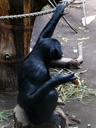 Chimpanzé nain ou Bonobo, <em>Pan paniscus</em>. Les Bonobos sont des homininés qui vivent à l'état sauvage en troupe de 10 à 100 individus dans une zone restreinte de forêt équatoriale de la République Démocratique du Congo, au sud et à l'est du fleuve Congo. Ils sont séparés des populations de Chimpanzés (<em>Pan troglodytes</em>) par le fleuve. [2533 views]