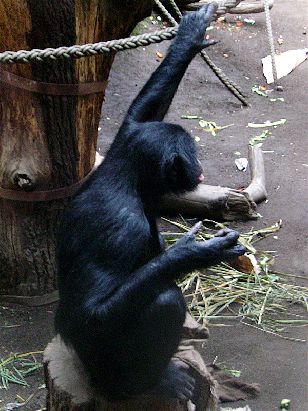 Chimpanzé nain ou Bonobo, <em>Pan paniscus</em>. Les Bonobos sont des homininés qui vivent à l'état sauvage en troupe de 10 à 100 individus dans une zone restreinte de forêt équatoriale de la République Démocratique du Congo, au sud et à l'est du fleuve Congo. Ils sont séparés des populations de Chimpanzés (<em>Pan troglodytes</em>) par le fleuve.