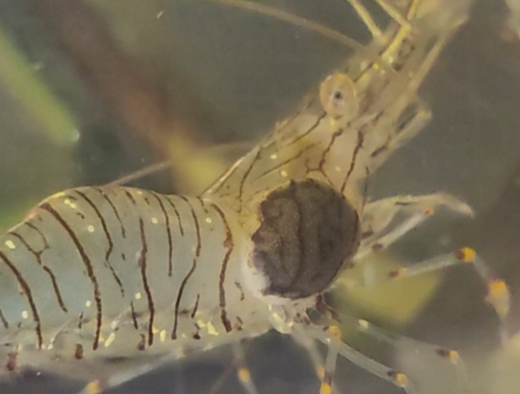 Crevette grise (<em>Crangon crangon</em>) parasitée par un bopyre femelle, isopode ectoparasite hématophage de sa chambre branchiale et qui incube des larves épicaridium dans son marsupium ventral.
Vue 1 – <a href='https://phototheque.enseigne.ac-lyon.fr/photossql/photos.php?RollID=images&FrameID=bopyre_parasite_crevette2'>Vue 2</a>.
