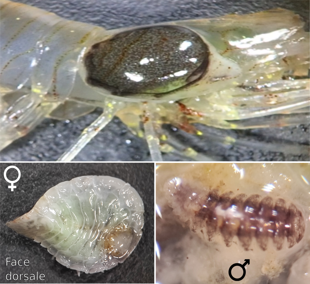 Couple de bopyres, isopodes ectoparasites hématophages de la chambre branchiale d'une crevette grise. La femelle incube des larves épicaridium dans son marsupium ventral. Le petit mâle néoténique se trouve à proximité des pièces génitales femelles. <a href='https://phototheque.enseigne.ac-lyon.fr/photossql/photos.php?RollID=images&FrameID=bopyre_parasite_crevette1'>Vue 1</a> – Vue 2.