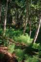 Les bouleaux sont les premiers arbres à s'installer après la destruction de la forêt par le feu en Alaska [32208 views]