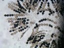 Bouquet d'asques issu d'un périthèce mûr chez <em>Sordaria</em>. Les spores sont haploïdes, si bien que leur couleur est directement le résultat de l'expression du seul allèle qu'elles possèdent. [10928 views]