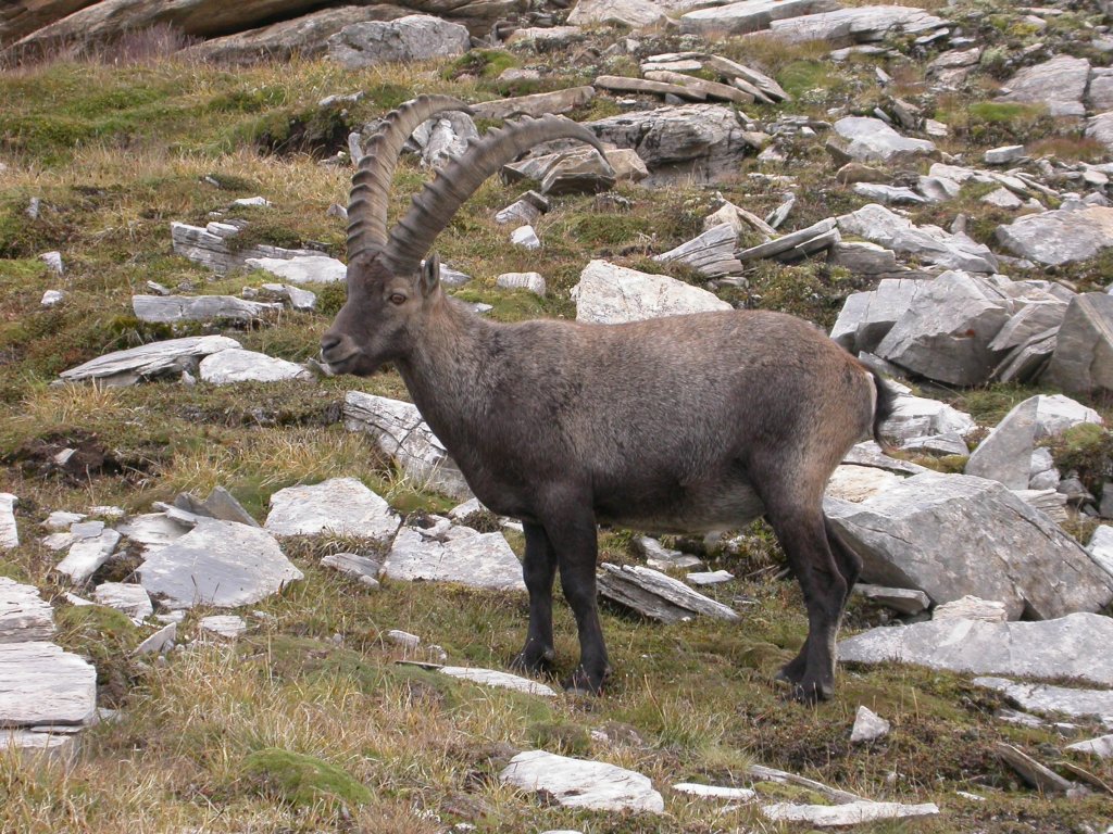 Le bouquetin des Alpes (Mammifères, Artiodactyles, Bovidés, <em>Capra ibex</em>) est une espèce de chèvre sauvage caractérisée par ses énormes cornes incurvées vers l'arrière qui, chez le mâle, peuvent mesurer jusqu'à 140 cm. On le trouve sur les terrains escarpés, entre la limite des forêts et celle des neiges. Menacé d'extinction à une époque, il est aujourd'hui protégé dans les Alpes.