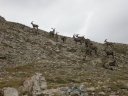 Troupeau de bouquetins des Alpes (Mammifères, Artiodactyles, Bovidés, <em>Capra ibex</em>). C'est une espèce de chèvre sauvage caractérisée par ses énormes cornes incurvées vers l'arrière qui, chez le mâle, peuvent mesurer jusqu'à 140 cm. On le trouve sur les terrains escarpés, entre la limite des forêts et celle des neiges. Menacé d'extinction à une époque, il est aujourd'hui protégé dans les Alpes. [8484 views]
