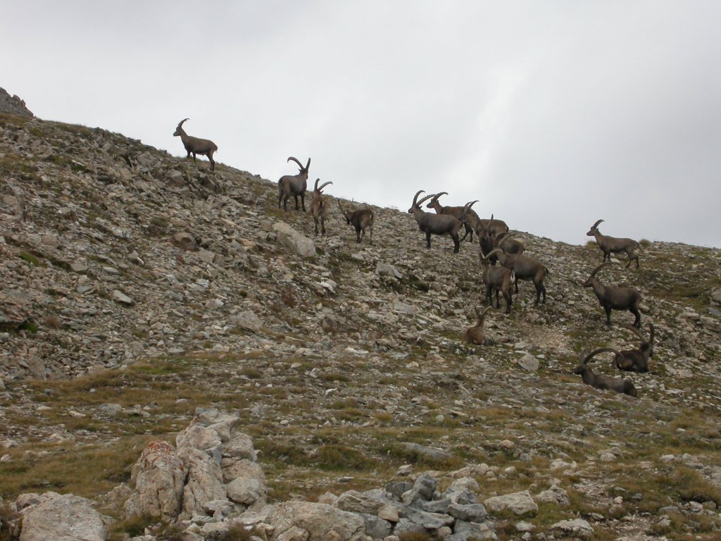 Troupeau de bouquetins des Alpes (Mammifères, Artiodactyles, Bovidés, <em>Capra ibex</em>). C'est une espèce de chèvre sauvage caractérisée par ses énormes cornes incurvées vers l'arrière qui, chez le mâle, peuvent mesurer jusqu'à 140 cm. On le trouve sur les terrains escarpés, entre la limite des forêts et celle des neiges. Menacé d'extinction à une époque, il est aujourd'hui protégé dans les Alpes.