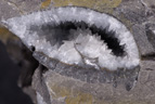 Cette coupe sagittale montre la recristallisation de calcite à l'intérieur d'un brachiopode de l'Oxfordien du Jura (le crochet est à droite, en position de vie). Comme dans les géodes, la cristallisation provient de la circulation d'eau riche en ions. Cette cristallisation a effacé toute trace d'organisation interne du brachiopode. Environ 3 cm. [9343 views]