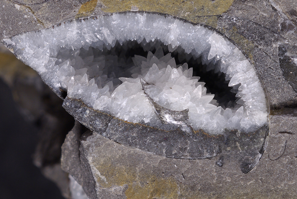 Cette coupe sagittale montre la recristallisation de calcite à l'intérieur d'un brachiopode de l'Oxfordien du Jura (le crochet est à droite, en position de vie). Comme dans les géodes, la cristallisation provient de la circulation d'eau riche en ions. Cette cristallisation a effacé toute trace d'organisation interne du brachiopode. Environ 3 cm.