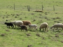 Agneaux accompagnés par des brebis. On notera la diversité des couleurs, image de diversité génétique.  Mouton : <em>Ovis aries</em> L. Mammifère ruminant de l'ordre des Artiodactyles, de la famille des Bovidés et de la sous-famille des Caprinés. [5935 views]