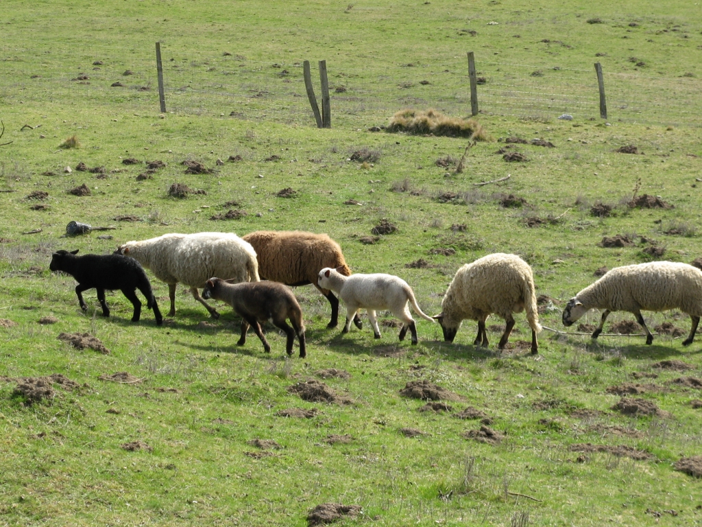 Agneaux accompagnés par des brebis. On notera la diversité des couleurs, image de diversité génétique.  Mouton : <em>Ovis aries</em> L. Mammifère ruminant de l'ordre des Artiodactyles, de la famille des Bovidés et de la sous-famille des Caprinés.