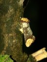 La Bucéphale (<em>Phalera bucephala</em> L., Insecta, Lepidoptera, Heterocera, Notodontidae). Drôle de Papillon de nuit, mimétique ... d'une branche cassée ! En effet, la touffe de poils sur son thorax, donne bien l'effet de la moelle d'une branchette et les couleurs grisâtres de sa robe rappellent les lichens souvent installés dessus. Les larves se rencontrent sur plusieurs espèces de feuillus. [5533 views]