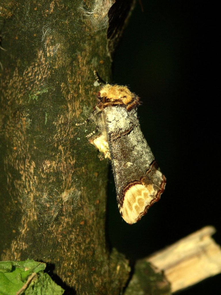 La Bucéphale (<em>Phalera bucephala</em> L., Insecta, Lepidoptera, Heterocera, Notodontidae). Drôle de Papillon de nuit, mimétique ... d'une branche cassée ! En effet, la touffe de poils sur son thorax, donne bien l'effet de la moelle d'une branchette et les couleurs grisâtres de sa robe rappellent les lichens souvent installés dessus. Les larves se rencontrent sur plusieurs espèces de feuillus.