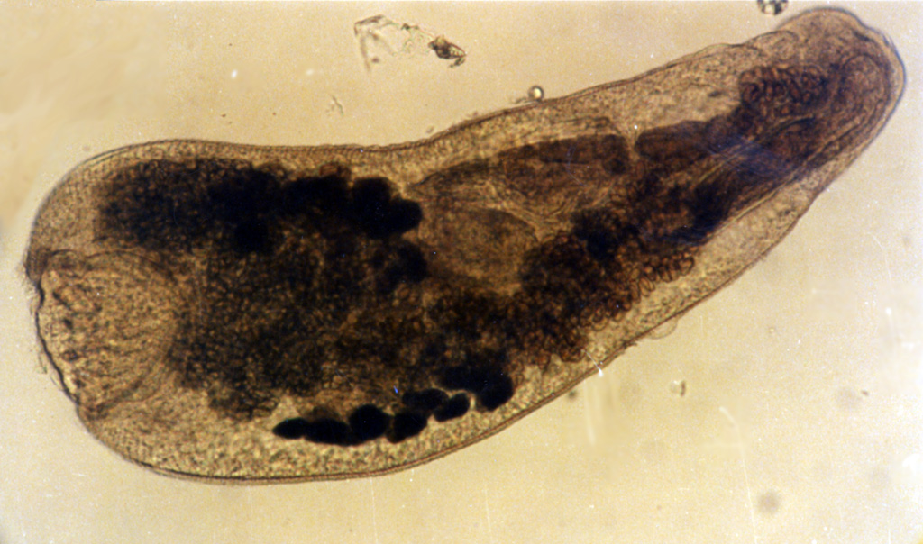 Ver plat (plathelminthe) du genre <em>Bucephalopsis</em>. C'est un trématode parasite des poissons, avec des mollusques comme hôtes intermédiaires. Il s'attache à son hôte à l'aide d'une ventouse musculeuse. Le tube digestif ne comprend qu'une seule ouverture ventrale, qui joue le rôle de bouche et d'anus.