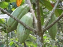 Cacaoyer. <i>Theobroma cacao L.</i> Malvacées. Les fruits ou cabosses sont portés par le tronc et les plus grosses branches. Les fèves, après fermentation, séchage et torréfaction sont utilisées dans la fabrication du chocolat. [29235 views]