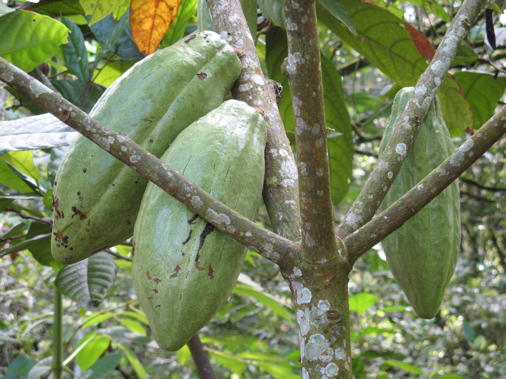 Cacaoyer. <i>Theobroma cacao L.</i> Malvacées. Les fruits ou cabosses sont portés par le tronc et les plus grosses branches. Les fèves, après fermentation, séchage et torréfaction sont utilisées dans la fabrication du chocolat.
