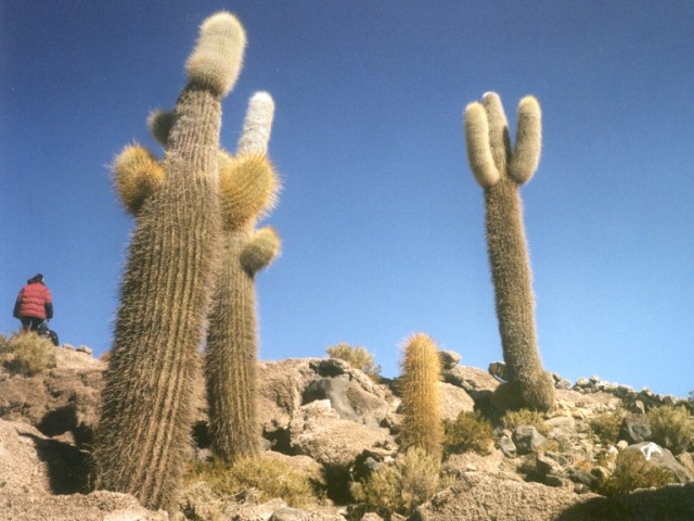 Cactus du genre <em>Trichocereus</em> sur l'Isla del pescadores au centre du salar d'Uyuni. Altitude 3600 m.