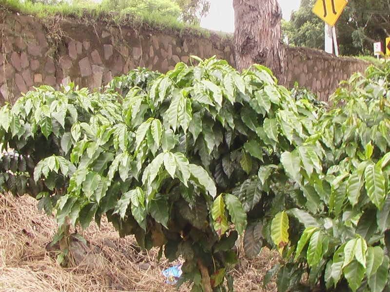 Plant de café (Rubiacées).