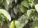 Plant de café (Rubiacées). Les fruits ici verts rougissent à maturité. [27901 views]