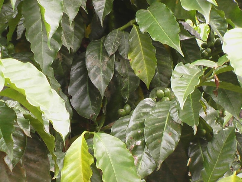 Plant de café (Rubiacées). Les fruits ici verts rougissent à maturité.