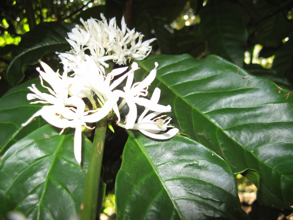 Café. <i>Coffea arabica</i> Rubiacées. Planté à l'ombre d'arbres plus grands, l'espèce arabica est un arbuste de plus petite taille que l'espèce <em>Coffea canephora</em> (qui donne le robusta). On le voit ici en fleur.