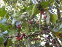 Café. <i>Coffea arabica</i> Rubiacées. Planté à l'ombre d'arbres plus grands, l'espèce arabica est un arbuste de plus petite taille que l'espèce Coffea canephora (qui donne le robusta). On le voit ici en fruit. [26372 views]