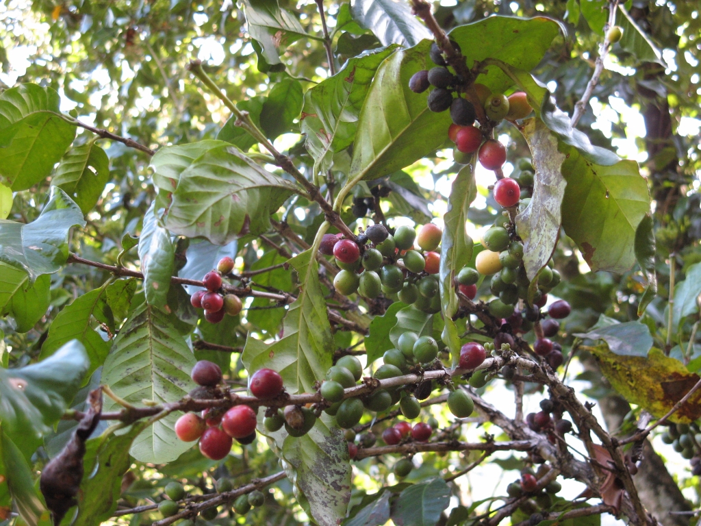 Café. <i>Coffea arabica</i> Rubiacées. Planté à l'ombre d'arbres plus grands, l'espèce arabica est un arbuste de plus petite taille que l'espèce Coffea canephora (qui donne le robusta). On le voit ici en fruit.