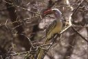 Calao (<i>Tockus erythrochynchus</i>) : oiseau de taille moyenne (45 cm). C'est un habitant commun de l'Afrique centrale et de l'est. Il fréquente le bush aride, les forêts clairsemées d'acacias (noter l'agressivité de l'Acacia dans lequel il est perché), les forêts galerie au bord des rivières. C'est   une espèce d'oiseau caractéristique des régions sèches du Kenya. Omnivore. Au moment de la nidification, la femelle s'emmure dans son nid creusé dans un arbre, elle laisse juste un trou pour que le mâle puisse continuer à la nourrir. [26021 views]